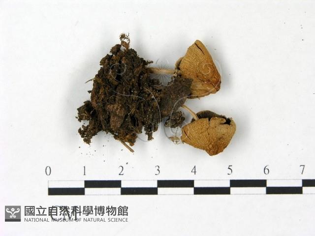 登錄號:F0022865藏品圖，第3張