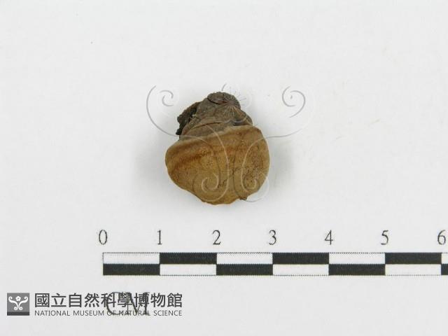 登錄號:F0017865藏品圖，第1張