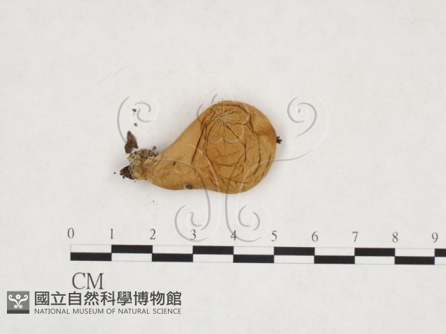 登錄號:F0025865藏品圖，第3張