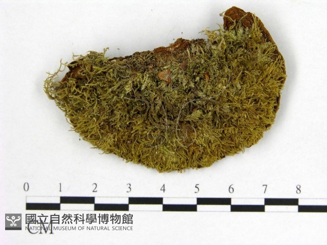 登錄號:F0005865藏品圖，第3張