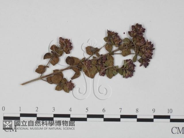 登錄號:F0018965藏品圖，第3張