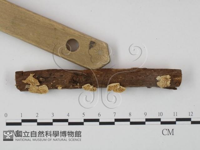 登錄號:F0020965藏品圖，第3張