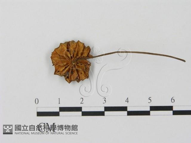 登錄號:F0010965藏品圖，第3張