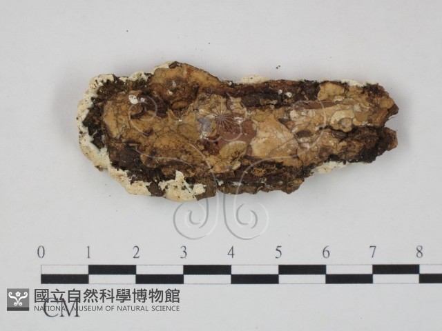 登錄號:F0006965藏品圖，第3張