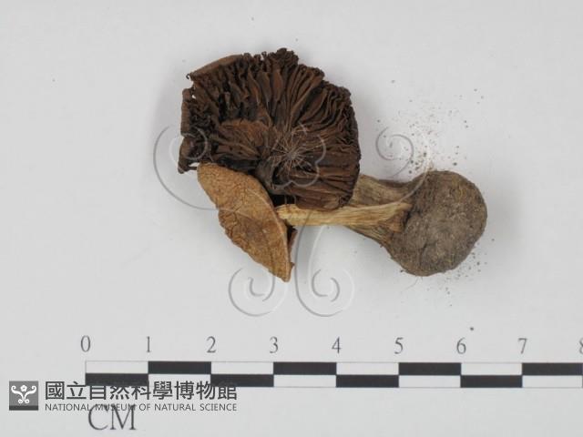 登錄號:F0021965藏品圖，第3張