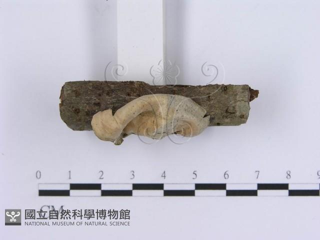 登錄號:F0001965藏品圖，第3張