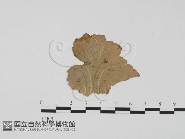 登錄號:F0011965藏品圖，第3張