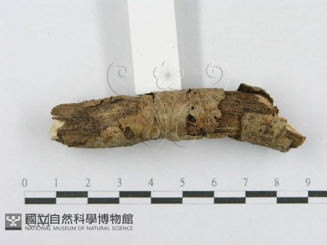 射脈菌屬藏品圖，第3張