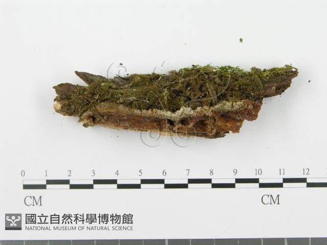 登錄號:F0002965藏品圖，第3張