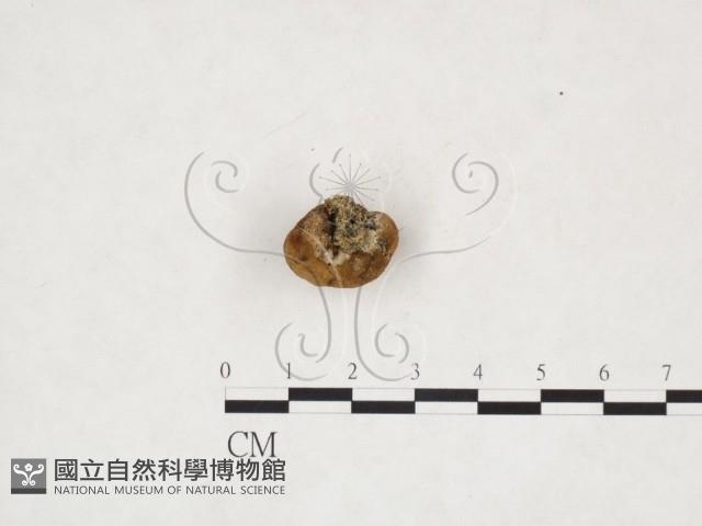 登錄號:F0025965藏品圖，第3張