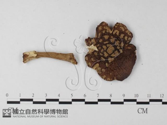 鵝膏屬藏品圖，第3張