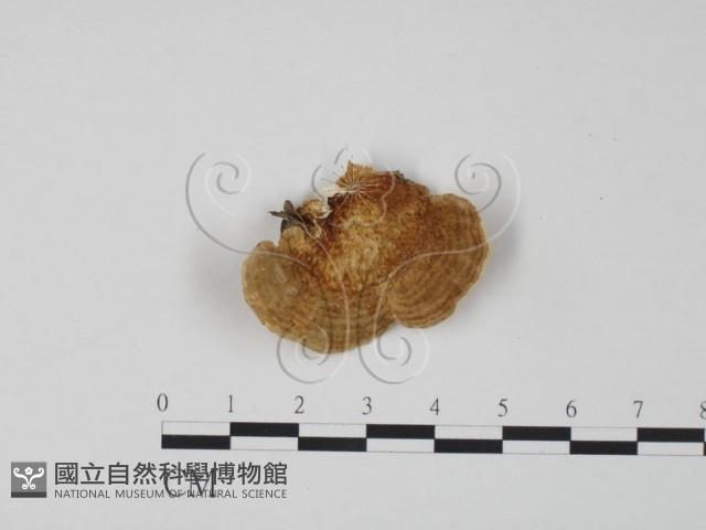登錄號:F0019965藏品圖，第3張