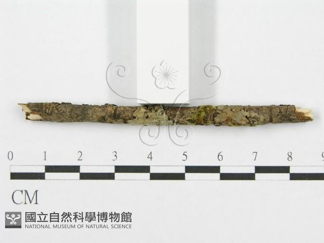 筍殼菌屬藏品圖，第3張