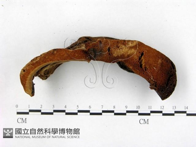 登錄號:F0013965藏品圖，第3張