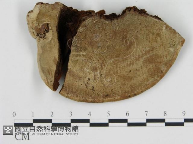 登錄號:F0008665藏品圖，第1張