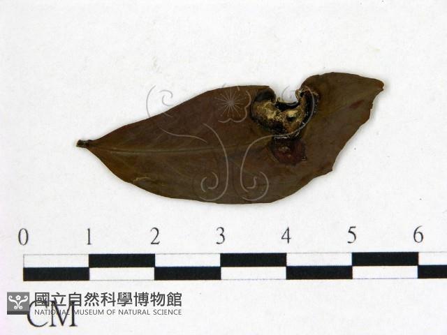 登錄號:F0020665藏品圖，第3張