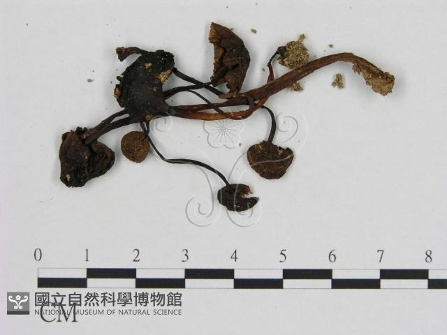 小菇屬藏品圖，第3張