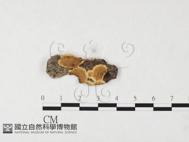 刺革菌屬藏品圖，第3張