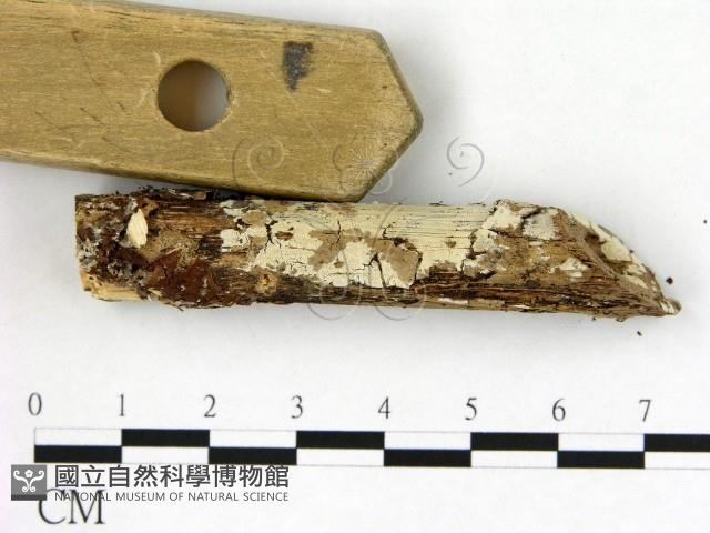冇骨消絲齒菌藏品圖，第3張