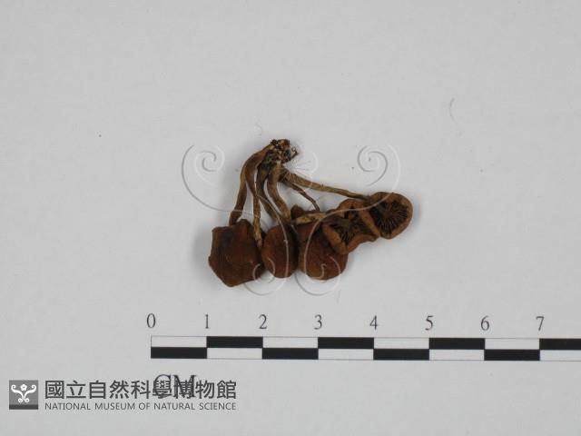 登錄號:F0024665藏品圖，第3張