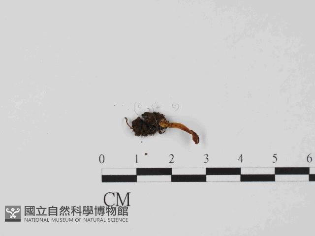 登錄號:F0014665藏品圖，第3張