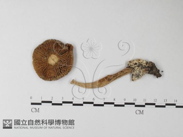 登錄號:F0002665藏品圖，第3張