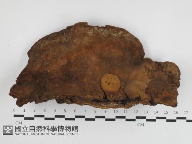 漆屬桑黃藏品圖，第3張