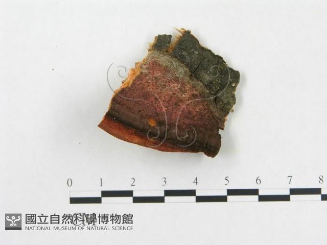 登錄號:F0017665藏品圖，第1張