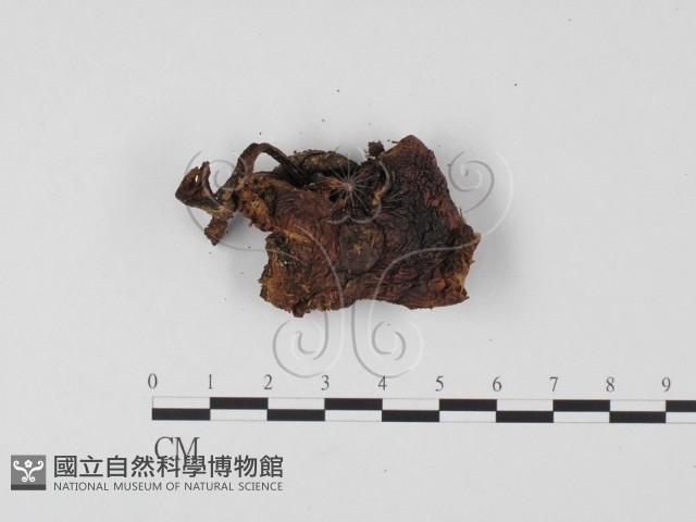 登錄號:F0025665藏品圖，第3張