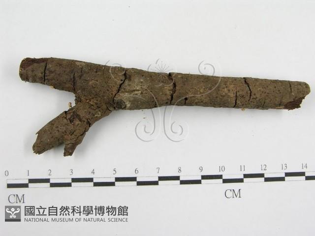 登錄號:F0005665藏品圖，第3張