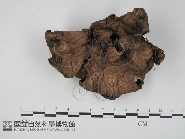 登錄號:F0015665藏品圖，第3張