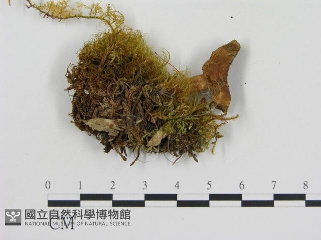 登錄號:F0009665藏品圖，第3張