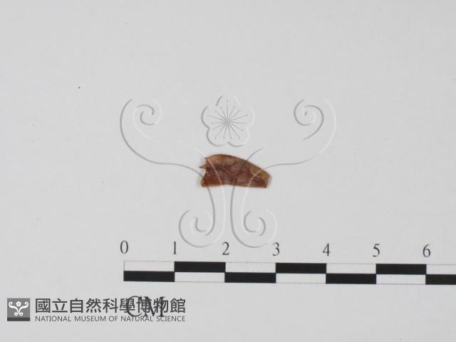 登錄號:F0019665藏品圖，第3張