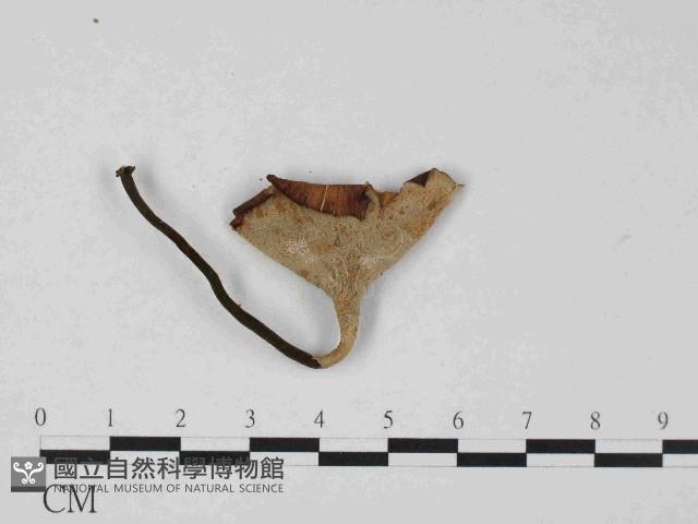 小孔菌屬藏品圖，第3張