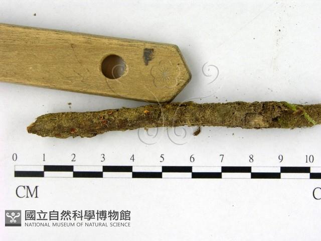 登錄號:F0003665藏品圖，第3張