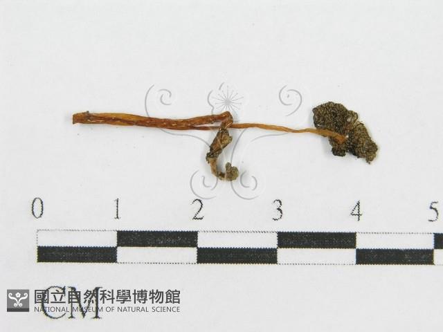 登錄號:F0008465藏品圖，第3張