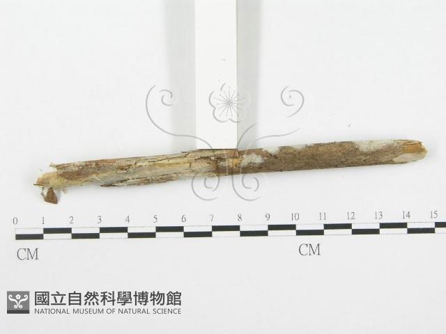 登錄號:F0020465藏品圖，第3張