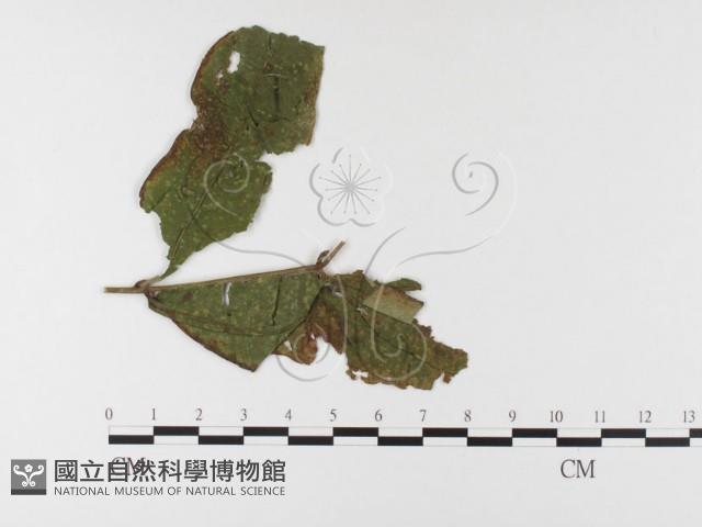 登錄號:F0026465藏品圖，第1張