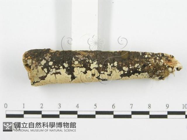 登錄號:F0001465藏品圖，第3張