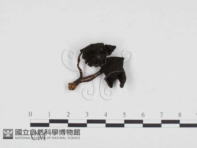 登錄號:F0024465藏品圖，第3張