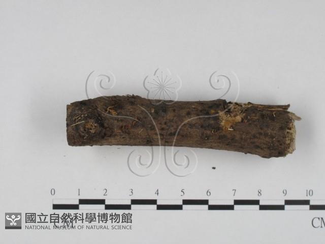 登錄號:F0022465藏品圖，第3張