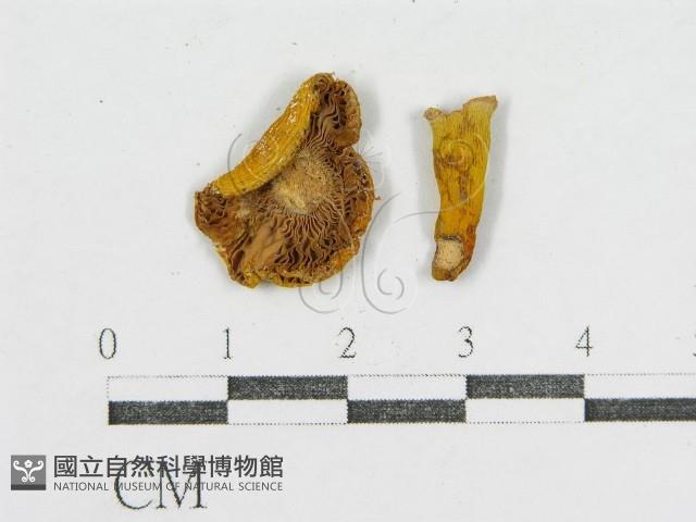 登錄號:F0012465藏品圖，第3張