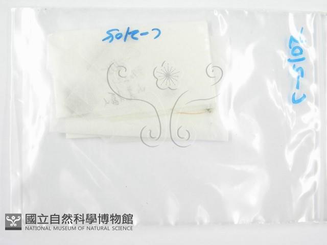 鬼傘屬藏品圖，第3張