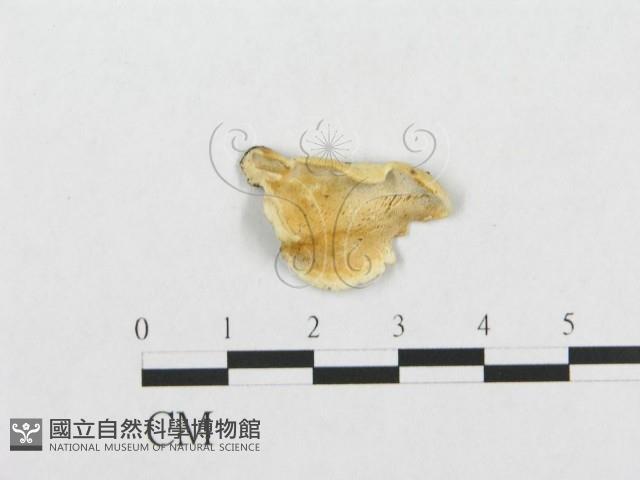 登錄號:F0017465藏品圖，第1張