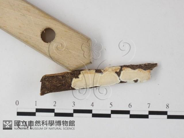 骨皮菌屬藏品圖，第3張