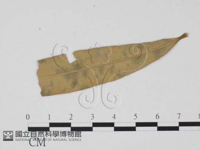 登錄號:F0019465藏品圖，第3張