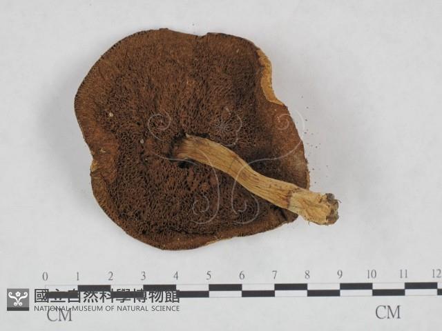 登錄號:F0023465藏品圖，第3張