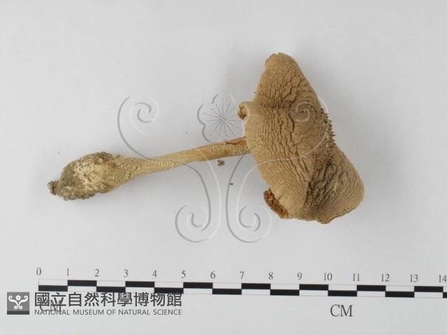 登錄號:F0003465藏品圖，第1張