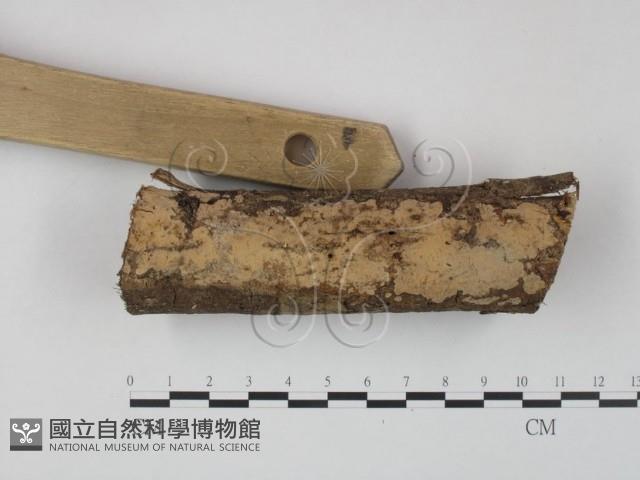 登錄號:F0018765藏品圖，第3張