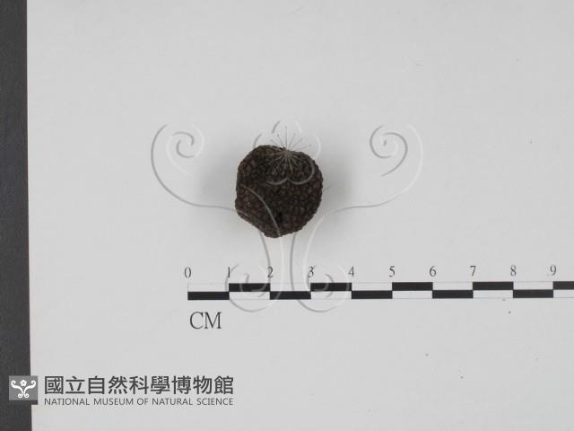登錄號:F0020765藏品圖，第3張